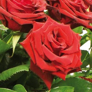 Red Rose Casket Spray