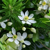 Cottage Garden Wreath